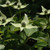Greensleeves Flowering Dogwood Tree