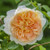 Bathsheba David Austin Rose
