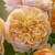 Bring Me Sunshine David Austin Rose