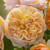 Bring Me Sunshine David Austin Rose