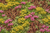 Sedum mats
green roofs
stonecrop