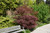 Dwarf Red Pygmy Japanese Maple