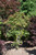 Emmett's Pumpkin Fullmoon Japanese Maple