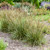 Perfect Edging Tall Fescue
