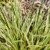 Perfect Edging Tall Fescue