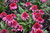Double Scoop Watermelon Deluxe Coneflower