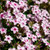 Confetti Cake Garden Phlox