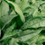Silver Scimitar Lungwort