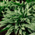Silver Scimitar Lungwort