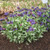 Silver Scimitar Lungwort
