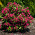 Watermelon Kisses Weigela