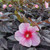 Moonshadow Rosita Rose Mallow
perennial hibiscus
