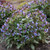Pink a Blue Lungwort