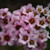 Peppermint Patty Bergenia
Pigsqueak