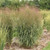 Prairie Winds October Sky Switch Grass
proven winners