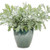 Silver Lining White Sagebrush
proven winners
