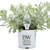 Silver Lining White Sagebrush
proven winners
