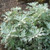 Silver Lining White Sagebrush
proven winners
