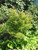 Kamagata Japanese Maple
Dwarf Japanese Maple