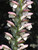 Hungarian Bear's Breeches
Acanthus hungaricus