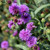 New York Ironweed 
Vernonia noveboracensis