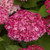 DreamScape Smooth Hydrangea