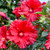 Hibiscus Garnet Globes
Garnet Globes Rose Mallow 
proven winners