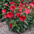 Hibiscus Garnet Globes
Garnet Globes Rose Mallow 
proven winners