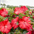 Hibiscus Garnet Globes
Garnet Globes Rose Mallow 
proven winners