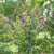 Bubble Up Beautyberry
Proven Winners
Callicarpa
