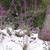 Bubble Up Beautyberry
Proven Winners
Callicarpa