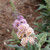 Pugster Sorbet Butterfly Bush