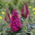 Pugster Pico Punch Butterfly Bush