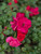 Nitty Gritty Pink Rose