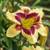 Star of the North Daylily
Proven Winners
