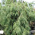 Weeping White Pine