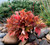 Fyre Wing Amber Heuchera
Fyre Wing Amber  Coral Bells