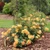 Reminiscent Ginger Rose
Proven Winners