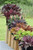 Fyre Wing Jet Heuchera
Fyre Wing Jet Coral Bells