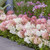 Groundbreaker Blush Panicle Hydrangea
Groundbreaker Blush Hydrangea
Groundbreaker  Hydrangea