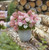 Groundbreaker Blush Panicle Hydrangea
Groundbreaker Blush Hydrangea
Groundbreaker  Hydrangea