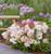 Groundbreaker Blush Panicle Hydrangea
Groundbreaker Blush Hydrangea
Groundbreaker  Hydrangea