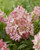Groundbreaker Blush Panicle Hydrangea
Groundbreaker Blush Hydrangea
Groundbreaker  Hydrangea