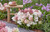 Groundbreaker Blush Panicle Hydrangea
Groundbreaker Blush Hydrangea
Groundbreaker  Hydrangea