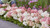 Groundbreaker Blush Panicle Hydrangea
Groundbreaker Blush Hydrangea
Groundbreaker  Hydrangea