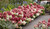 Groundbreaker Ruby Panicle Hydrangea
Groundbreaker Ruby Hydrangea
Groundbreaker  Hydrangea