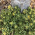 Rock 'N Grow Boogie Woogie Sedum