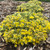 Rock 'N Grow Boogie Woogie Sedum