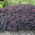 Sedum - SunSparkler® Dazzleberry