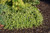 Charlotte's Web Tradescantia